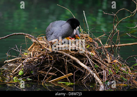 Eurasische Blässhuhn (Fulica Atra) sitzen auf Nest mit Küken im See Stockfoto