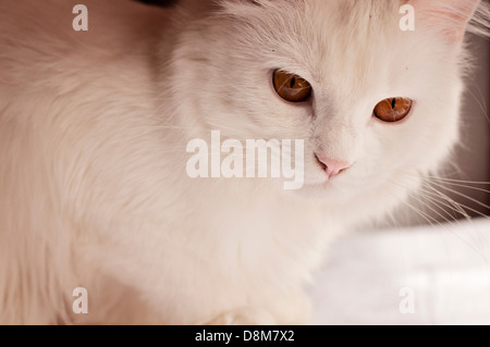 Weiße Perserkatze Stockfoto