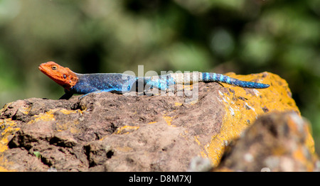 Eine kenianische Rock Agama unter der afrikanischen Sonne aalen Stockfoto