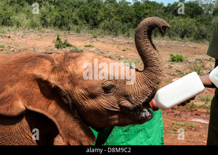 Mittagspause für eine verwaisten Elefanten im David Sheldrick Wildlife Trust Stockfoto