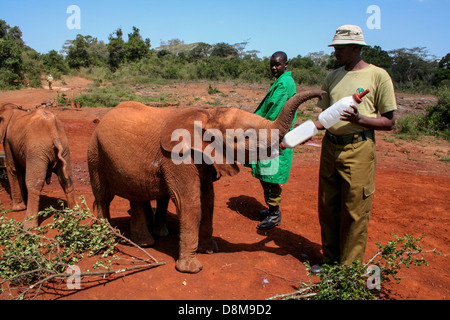 Mittagspause für eine verwaisten Elefanten im David Sheldrick Wildlife Trust Stockfoto