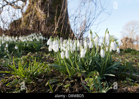 Einem Flachschuss eine kleine Büschel von Schneeglöckchen auf einer grasbewachsenen Bank mit Baum und blauen Himmel im Hintergrund Stockfoto