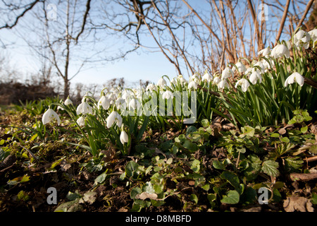 Einem Flachschuss eine kleine Büschel von Schneeglöckchen auf einer grasbewachsenen Bank mit Baum und blauen Himmel im Hintergrund Stockfoto