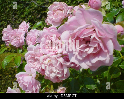 Die Rose der Königin von Schweden ist eine duftende, weiche rosa Blume, die für ihre großen Blüten und ihren reichen Duft bekannt ist. Diese Sorte wird für ihre zarten Blütenblätter und ihr starkes Wachstum bewundert. Stockfoto