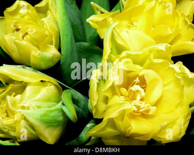Eine Sammlung von Tulpenzwiebeln, die für die kommende Blütezeit in den Boden gepflanzt werden können. Die Zwiebeln sind fest und haben eine glatte Oberfläche, die schließlich zu leuchtenden Tulpenblüten in verschiedenen Farben wachsen wird, sobald sie gepflanzt und gepflegt wurden. Stockfoto