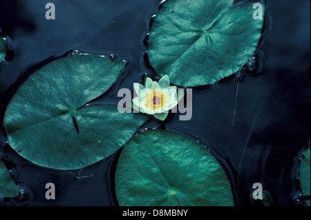 Seerose Blume Nelumbo Lutea amerikanische Lotus. Stockfoto