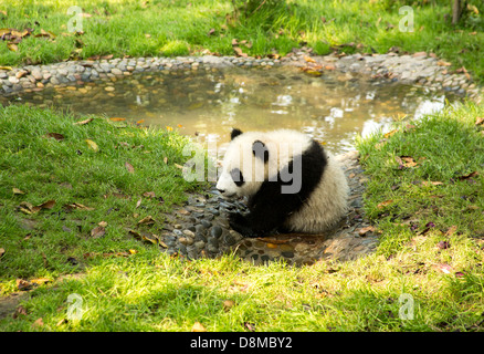 Einsamer Riesenpanda Ausübung im Gehäuse in Chengdu China Stockfoto