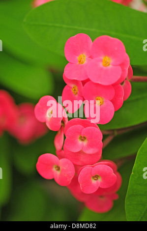 Krone aus Dornen Blumen Stockfoto