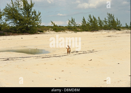 Niedlichen Hund am Strand in tropisches Reiseziel Stockfoto