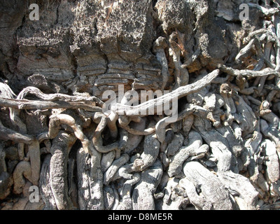 Dieses Bild zeigt eine Nahaufnahme der Wurzeln einer alten grauen Palme. Die Wurzeln breiten sich unter der Oberfläche aus, verankern den Baum und erfassen gleichzeitig die verwitterte Struktur des unterirdischen Systems des Baumes. Stockfoto