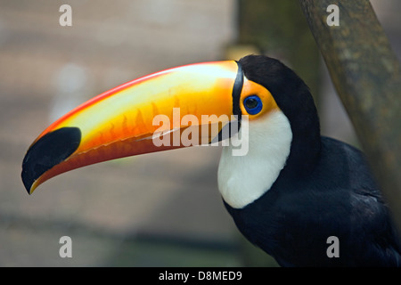 Captive toucan (Ramphastos toco), Parque das Aves (Vogelpark), Foz de Iguacu, Brasilien Stockfoto