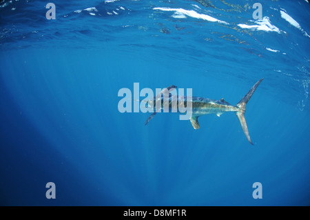 Ein weißer Marlin (Tetrapturus Albidus) schwimmen vor der Küste von Venezuela Stockfoto