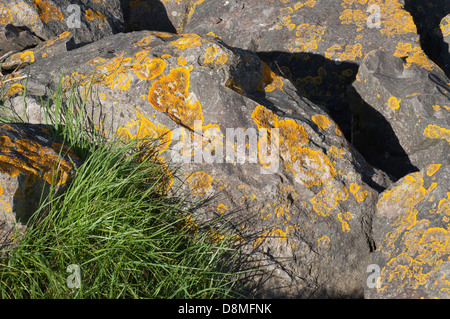 Fluß Severn, Hochwasserschutz, Felsen, Felsbrocken, Flechten, Rasen Bank, Schlamm, Stockfoto