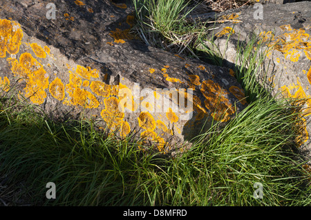 Fluß Severn, Hochwasserschutz, Felsen, Felsbrocken, Flechten, Rasen Bank, Schlamm, Stockfoto