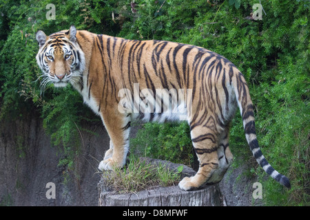 Tiger auf einem Protokoll-eine schöne junge Sumatra-Tiger tristement starrt die Kamera an einem späten Nachmittag Pre füttern toben Stockfoto