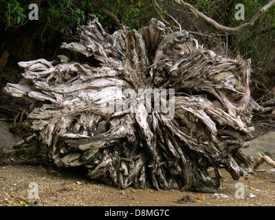 Eine Nahaufnahme der Baumwurzeln, die ihr kompliziertes Netzwerk unter dem Boden zeigen. Die Wurzeln verankern den Baum am Boden und spielen eine wichtige Rolle für die Stabilität und Nährstoffaufnahme der Pflanze. Stockfoto