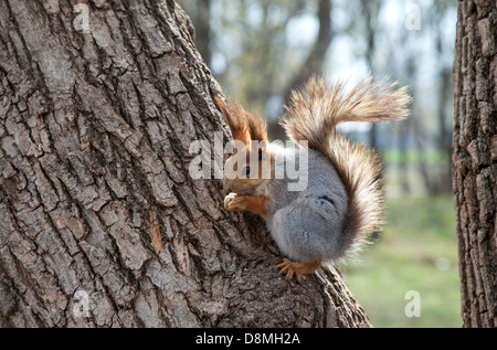 Eichhörnchen Essen eine Nuss auf einem Baum Stockfoto