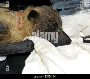 Mariana Flughund Tier Pteropus Mariannus Mariannus. Stockfoto