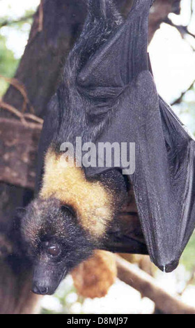 Mariana Flughund oder Mariana Fanihi oder Flying-Fox Tier Pteropus Mariannus. Stockfoto