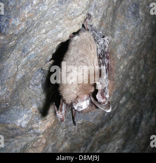 Myotis Lucifugus wenig braune Fledermaus. Stockfoto