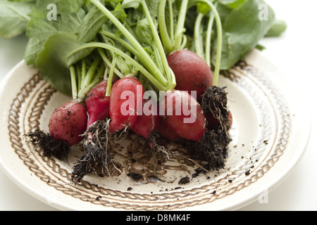 Rettich mit Blättern Stockfoto