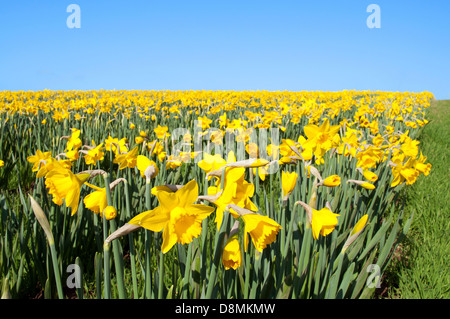 Narzissen Felder in Cornwall, Großbritannien Stockfoto
