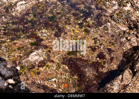 Kristall klar nahe des marinen Lebens unter einem Rock Pool Broughty Ferry Beach in der Nähe von Dundee, UK Stockfoto