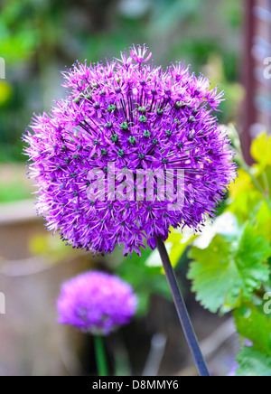 Allium Blumen Globen, eine blühende Zierpflanzen Zwiebel. Stockfoto