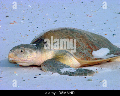 Eine vom Aussterben bedrohte Kemp Ridley Meeresschildkröten kehrt in den Ozean nach Eiablage entlang der Küste von Bon Secour National Wildlife Refuge 31. Mai 2013 in Gulf Shores, AL. Stockfoto