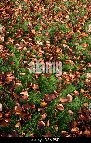 Buche lässt auf eine Wiese im Garten Stockfoto