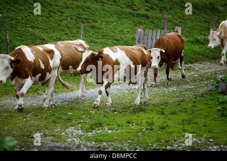 Kühe auf der Alm Stockfoto