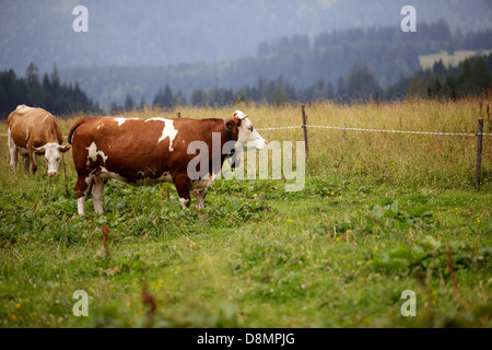 Kühe auf der Alm Stockfoto
