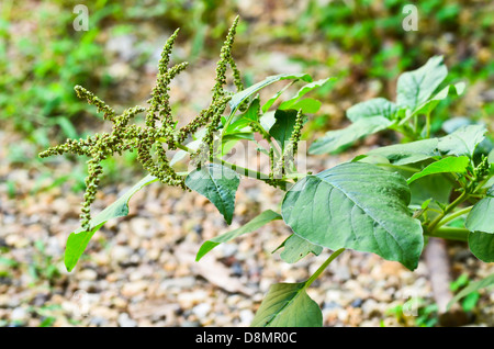 Grüner Amarant Stockfoto