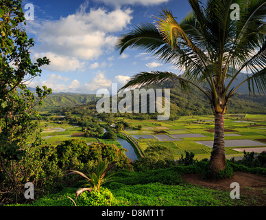 Ein Blick auf traditionellen Taro-Felder auf der hawaiianischen Insel Kauai Stockfoto