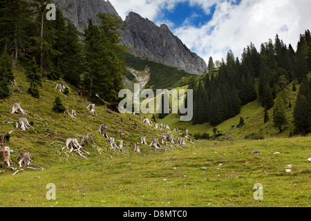 Österreichische Alpen im Sommer Stockfoto