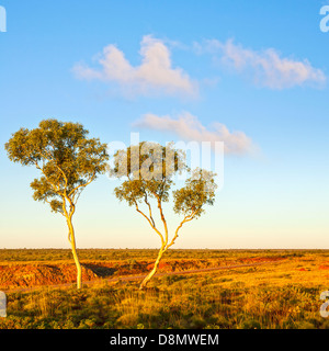 Outback Australien Ghost Gums - ghost Gums, eine Art von Eukalyptus, auf einer australischen Outback Hang... Stockfoto
