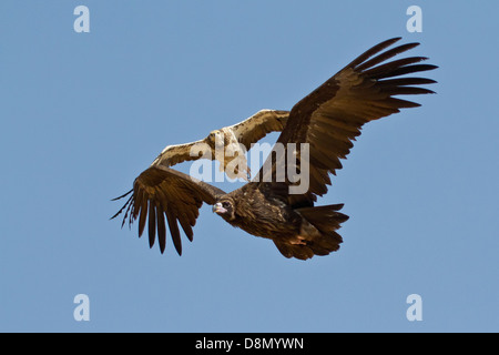 Vom Aussterben bedrohte Schmutzgeier, die in der Nähe von bedrohte cinereous Vulture mobbing Stockfoto