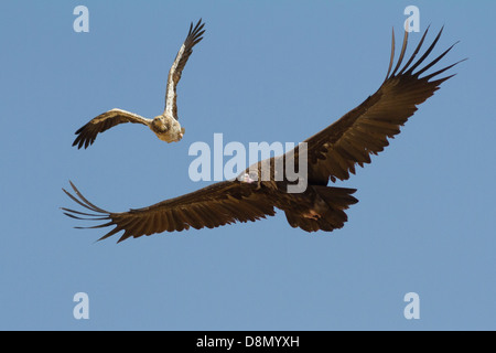 Vom Aussterben bedrohte Schmutzgeier, die in der Nähe von bedrohte cinereous Vulture mobbing Stockfoto