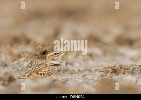 Bimaculated Lark (Melanocorypha Bimaculata) Stockfoto