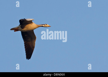 Unter der Leitung von Bar Gans (Anser Indicus) Stockfoto