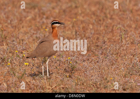 Indischen Renner (Cursorius Coromandelicus) Stockfoto