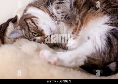 Fat-Cat auf Lammfell Stockfoto