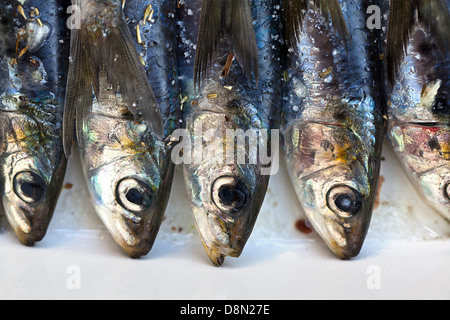 Frische Sardinen mit Kräuter Stockfoto