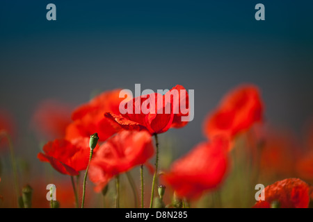 Roter Mohn-Blumen Stockfoto