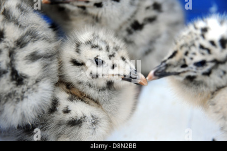 Silbermöwe Küken Larus argentatus Stockfoto