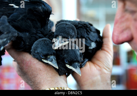 Junge Dohle Küken in einer Hand wissenschaftlicher Name Corvus monedula Stockfoto