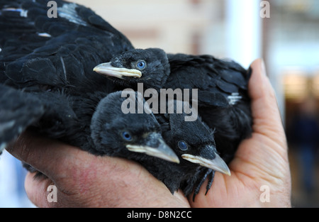 Junge Dohle Küken in einer Hand wissenschaftlicher Name Corvus monedula Stockfoto