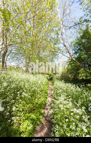 Wanderweg, gesäumt von Kuh Petersilie bei Hungerford Marsh, Hungerford, Berkshire, England Stockfoto