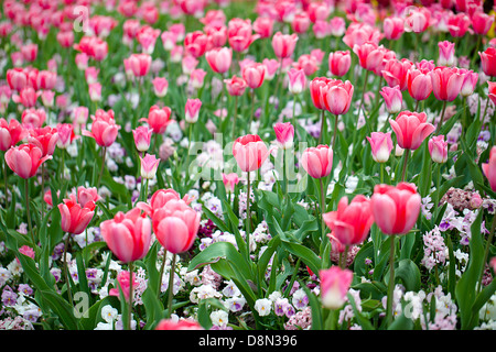 Rosa Tulpen Stockfoto