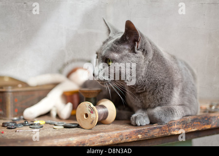 Katze auf Tisch Stockfoto